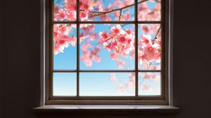 Canadian Homes for Sale Where You Can Watch the Cherry Blossoms